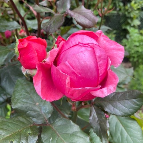 Rosa  Gartenprinzessin Marie-José ® - růžová - Stromkové růže, květy kvetou ve skupinkách - stromková růže s keřovitým tvarem koruny